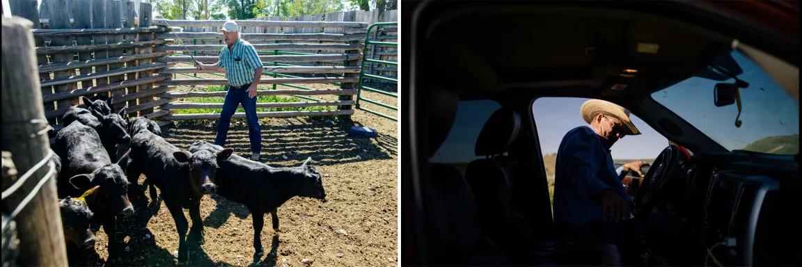 At left, a man wrangles cattle in a pen; at right, a man gets into a vehicle