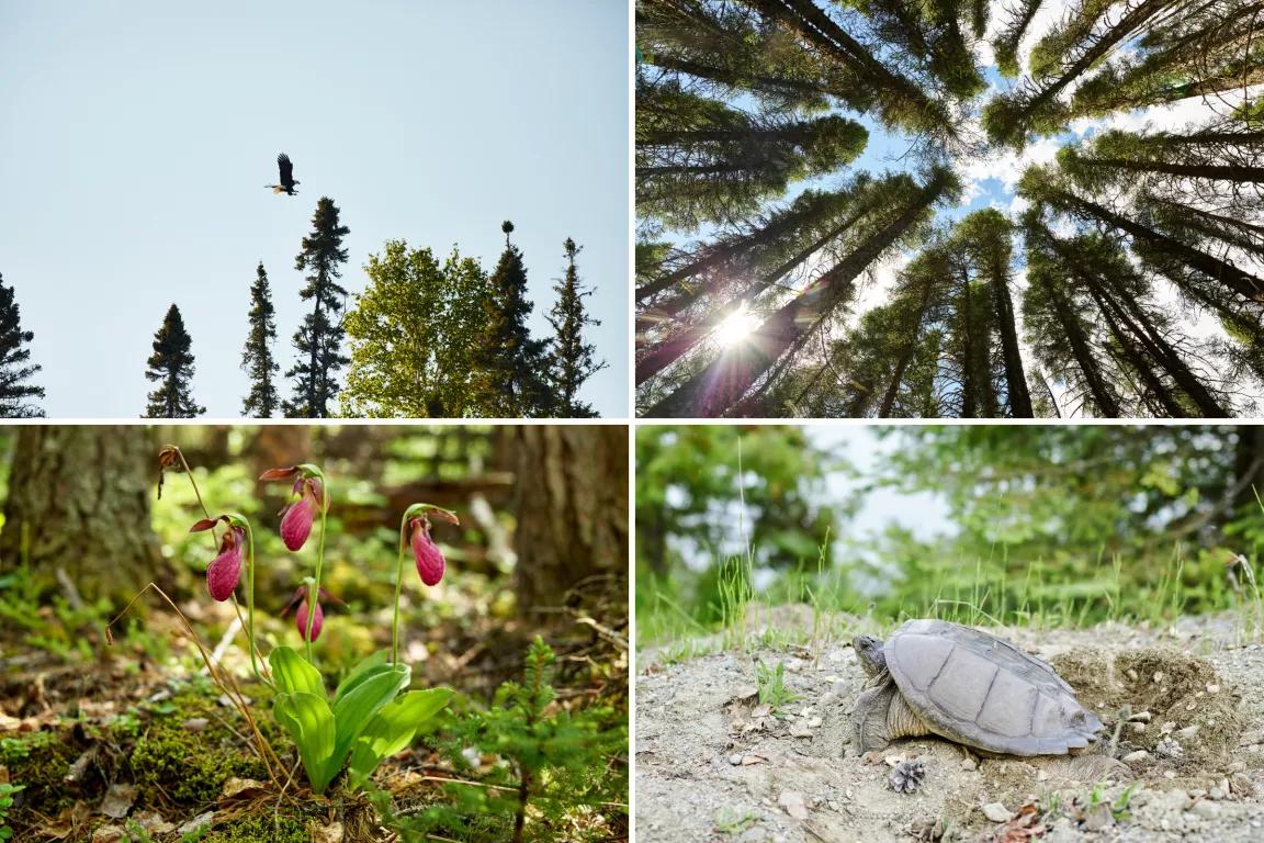 Top left, birds fly above tall trees; top right, a view looking up at tall pine trees; bottom left, a small pink flowering plant on the forest floor; bottom right, a turtle rests on the ground