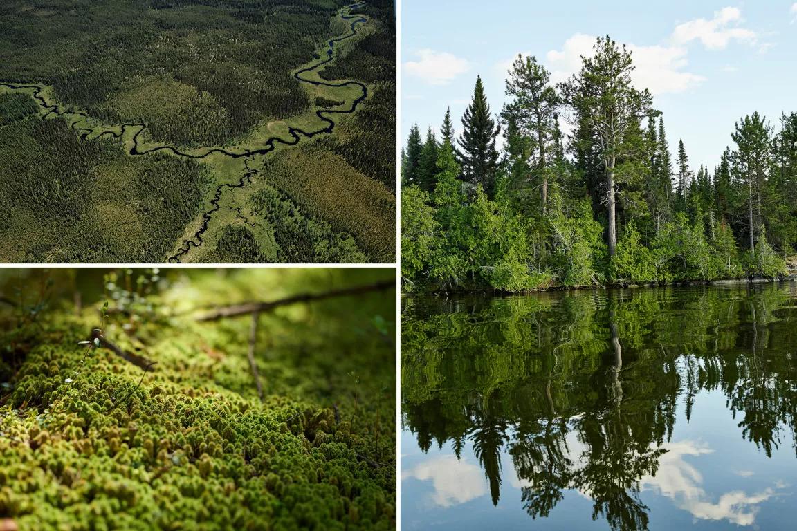 Three views of lush green forest