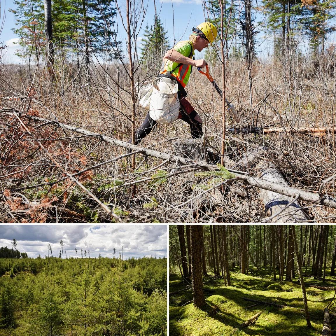 Top, a worker with a shovel walks through brish and branches; bottom left, a view of the forest canopy; bottom right, moss covers the forest floor