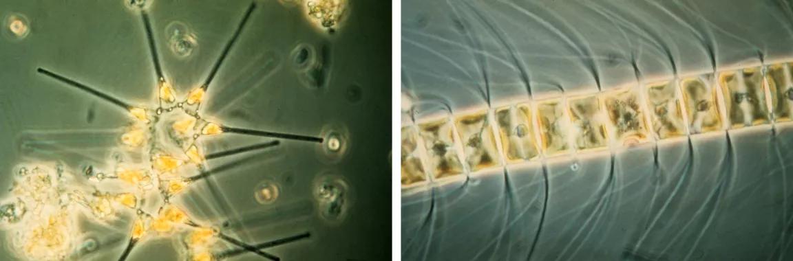 Side-by-side images of microscopic views of 