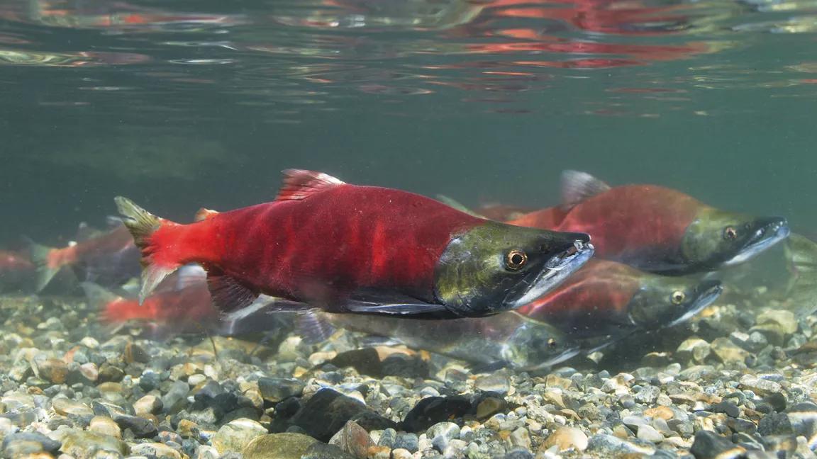 Sockeye salmon spawning in shallow water