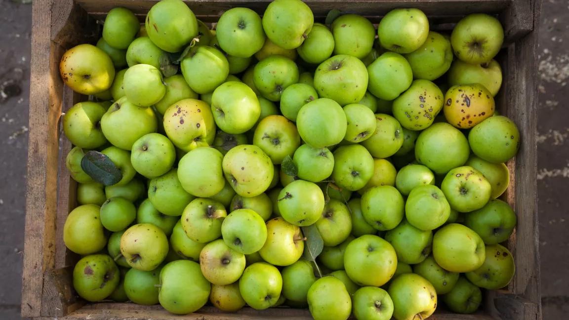 A wooden crate of freshly picked green apples, some superficially damaged.