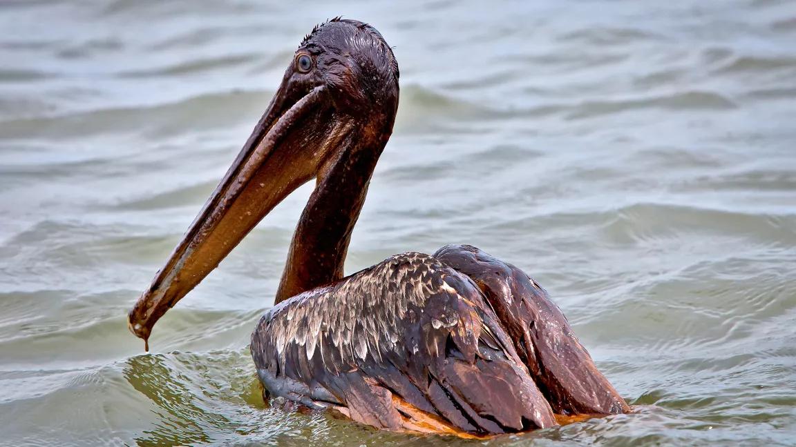 Pelican covered in oil from Deepwater Horizon oil spill