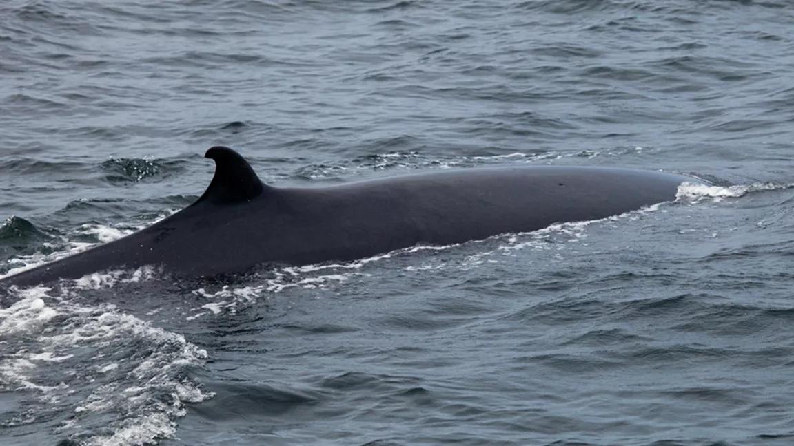 The back of a Rice's whale (a.k.a. Gulf of Mexico whale) as it surfaces from the water in the Gulf of Mexico