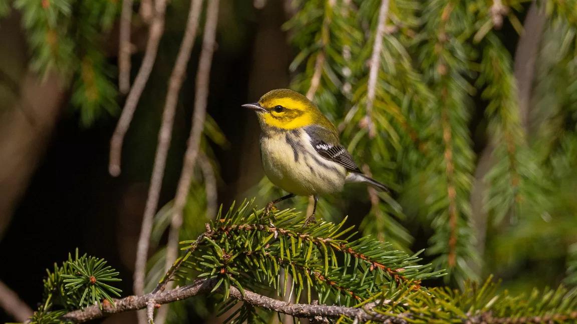 A small bird with a yellow head sits on a tree branch