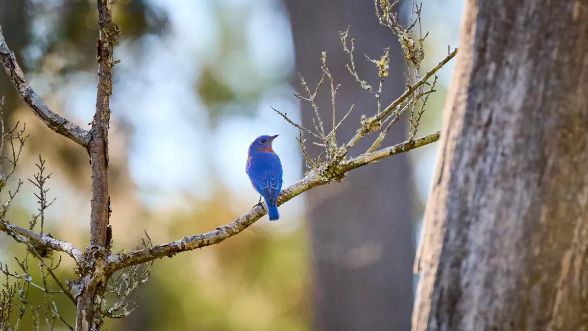 A male eastern bluebird perched in a coastal forest, Georgia.