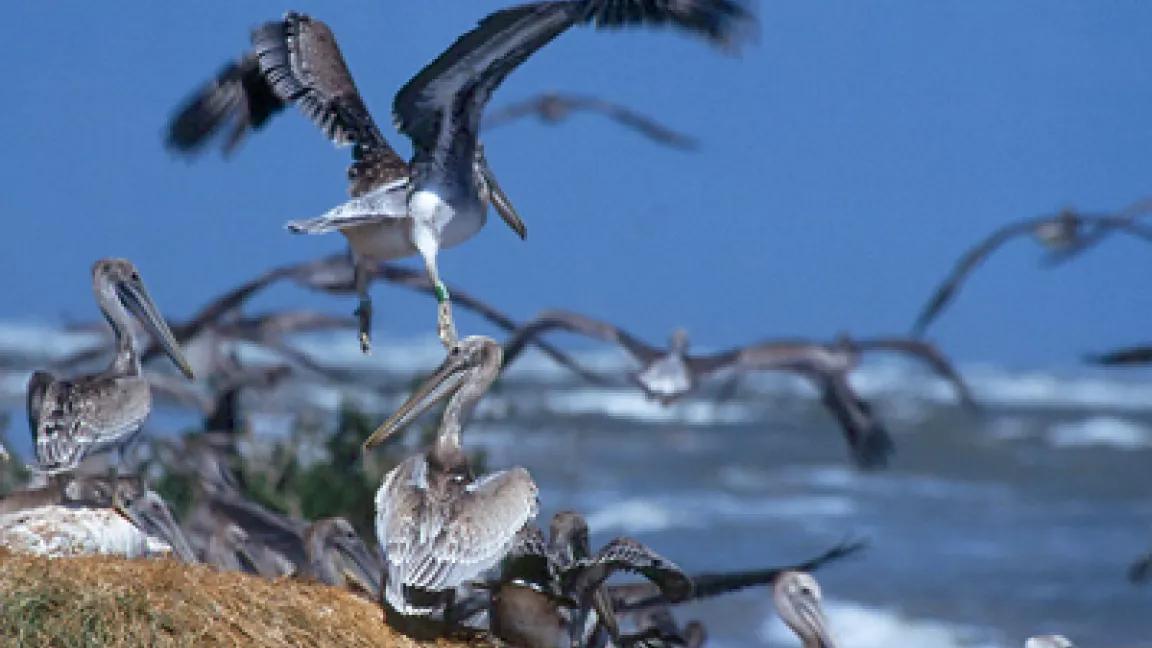 Breton National Wildlife Refuge pelicans