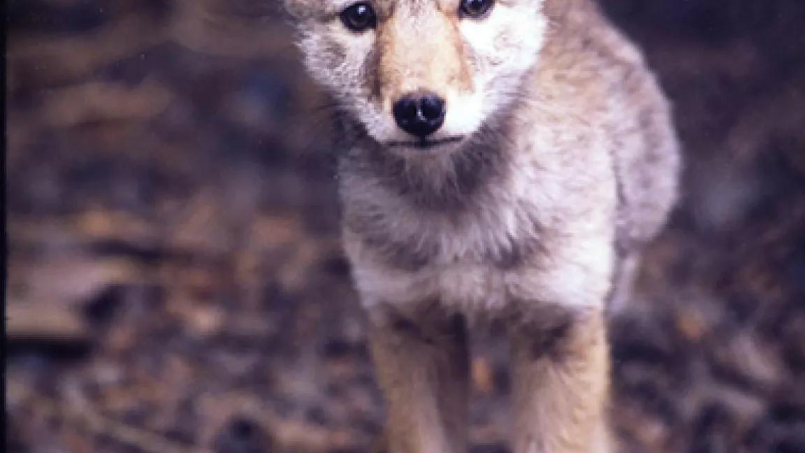 Thumbnail image for Coyote pup cut nose 300 ppi.jpg