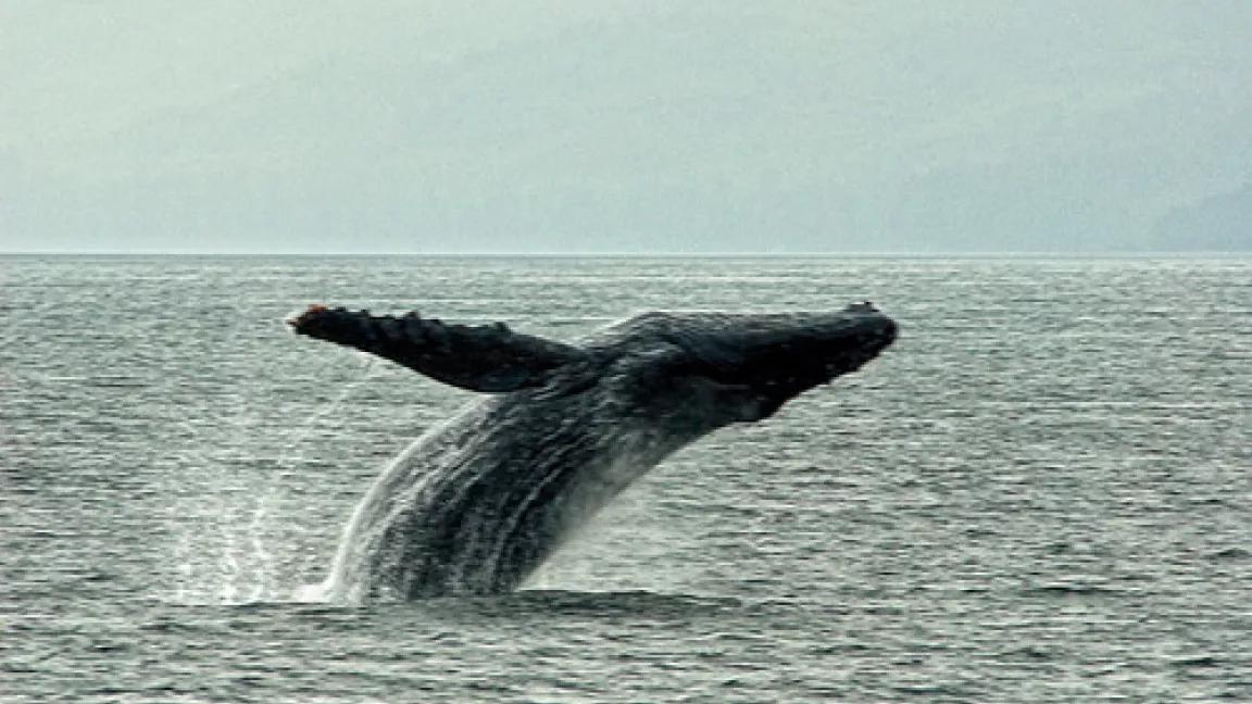 Grey.Whale.Bering.Strait.Bruckman.Flickr.jpg