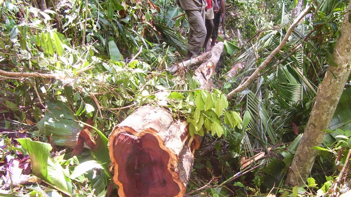 Rosewood logging in Madagascar during the 2009 military coup