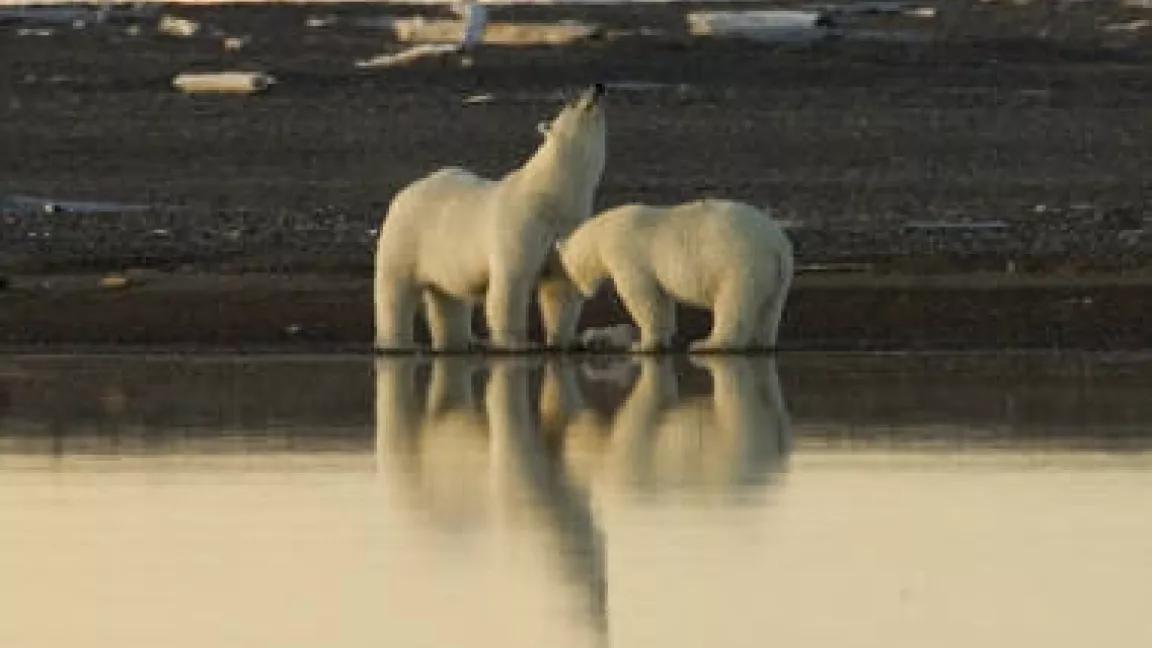 Polar_bear_stretching.jpg