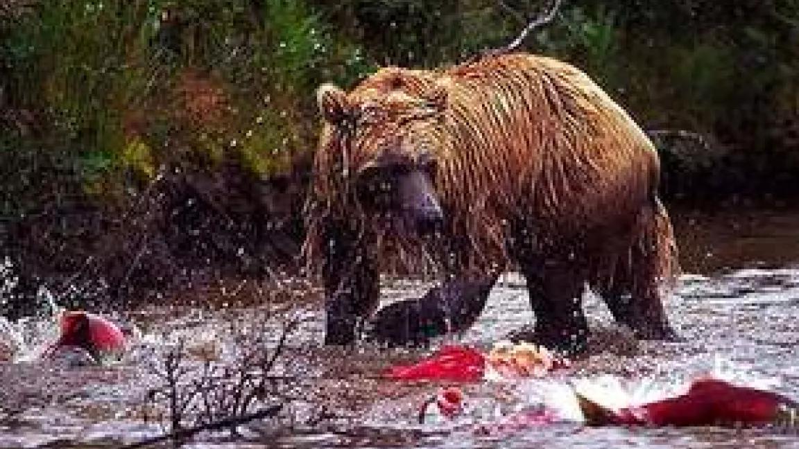 Thumbnail image for Pool 32 Bear with Salmon.jpg