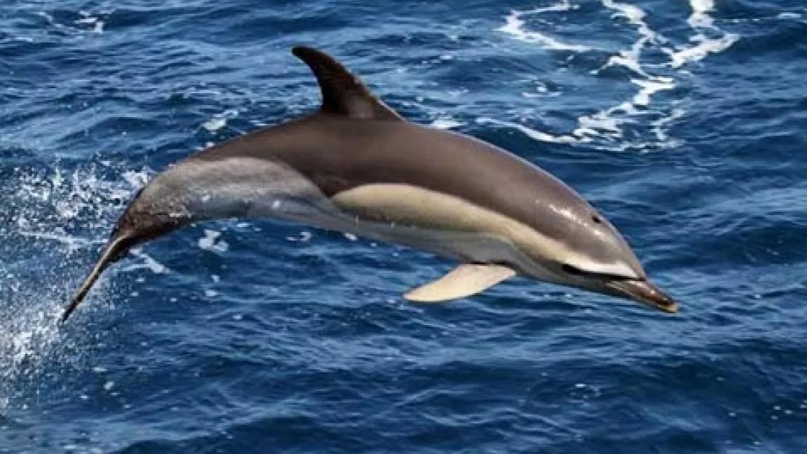 Short Beaked Common Dolphin NOAA NMFS 2.jpg
