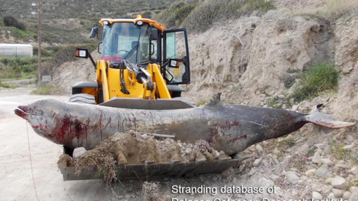 Dead Cuvier's beaked whale, Crete, Greece