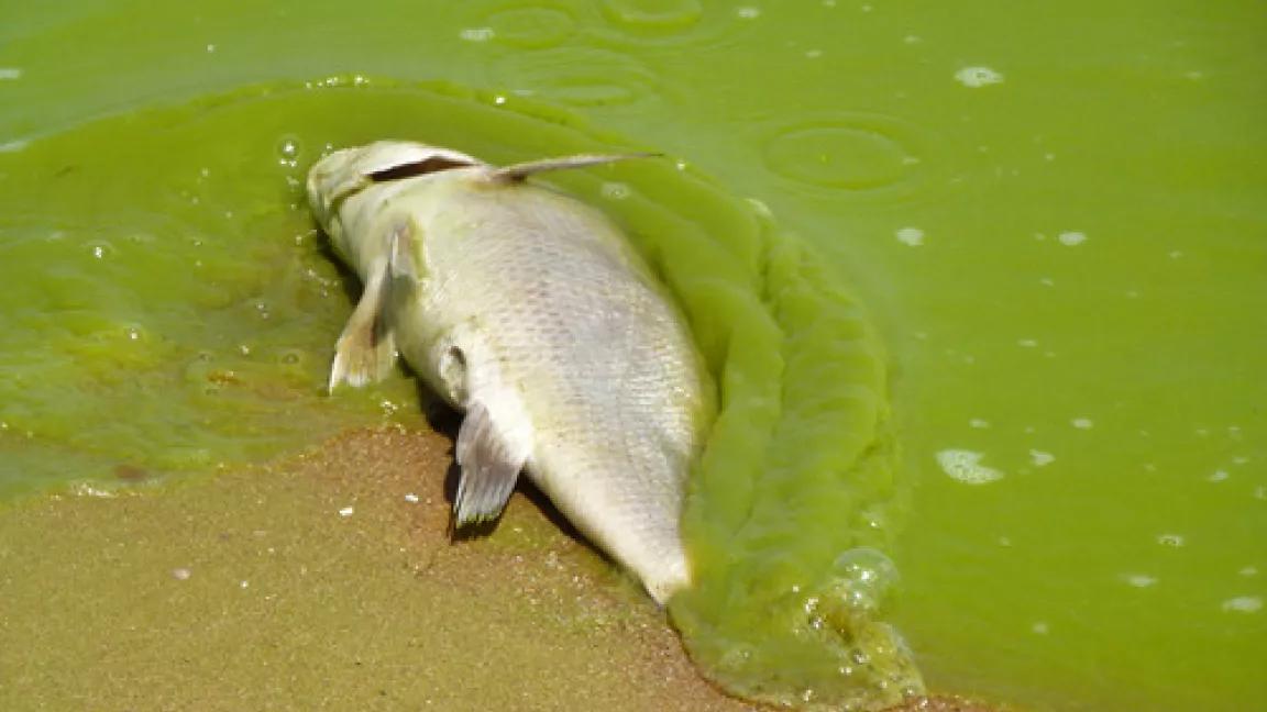 Thumbnail image for Thumbnail image for algae-dead-fish-2011.jpg