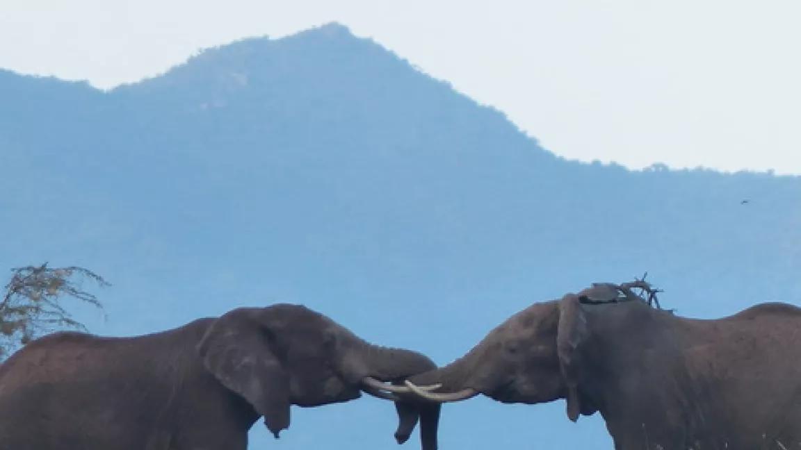 elephants entwined (photogrpah by Elly Pepper).JPG