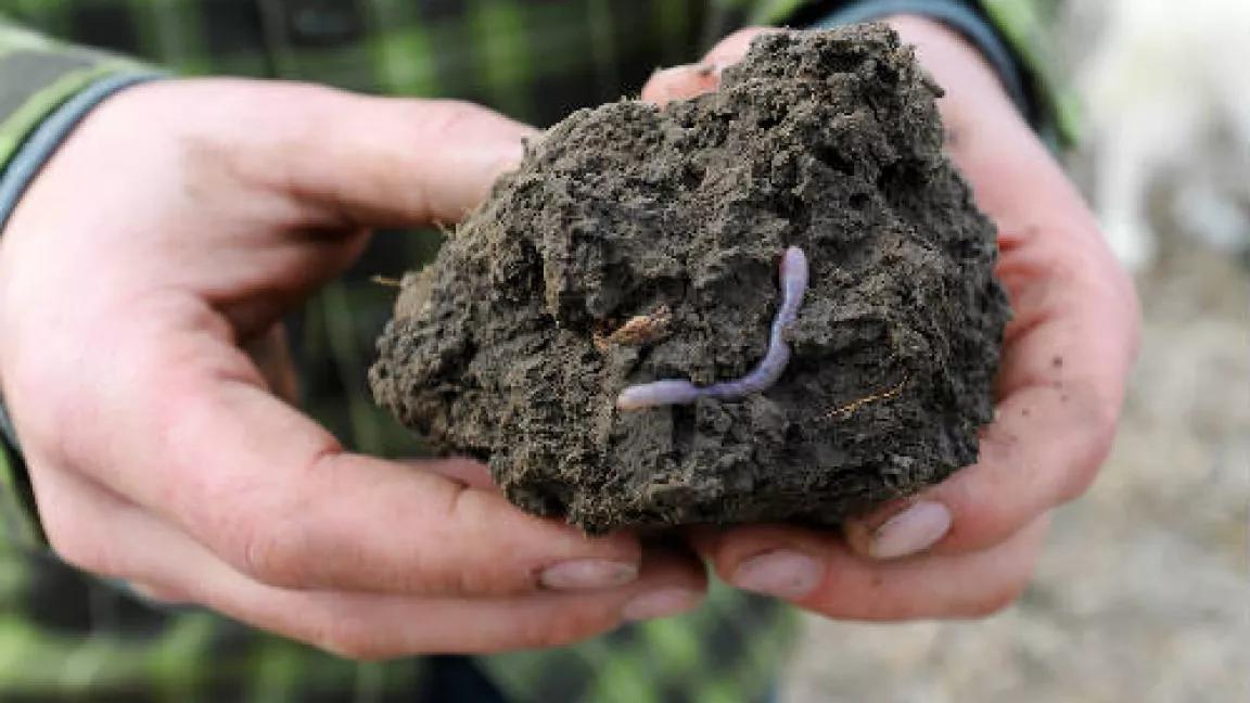 iowa nrcs soil earthworm.jpg