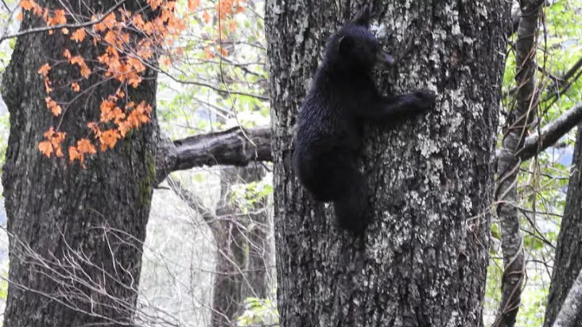 Black Bear Cub Climbing a Tree, Great Smokey Mountains National Park, TN