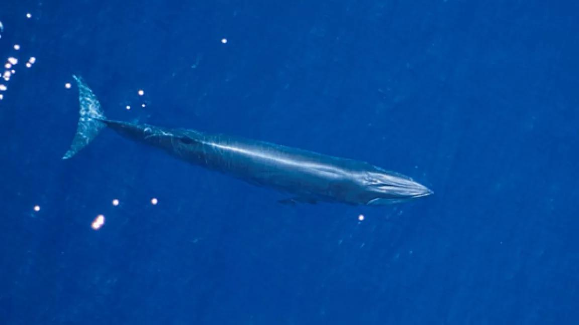 Gulf of Mexico Bryde's whale