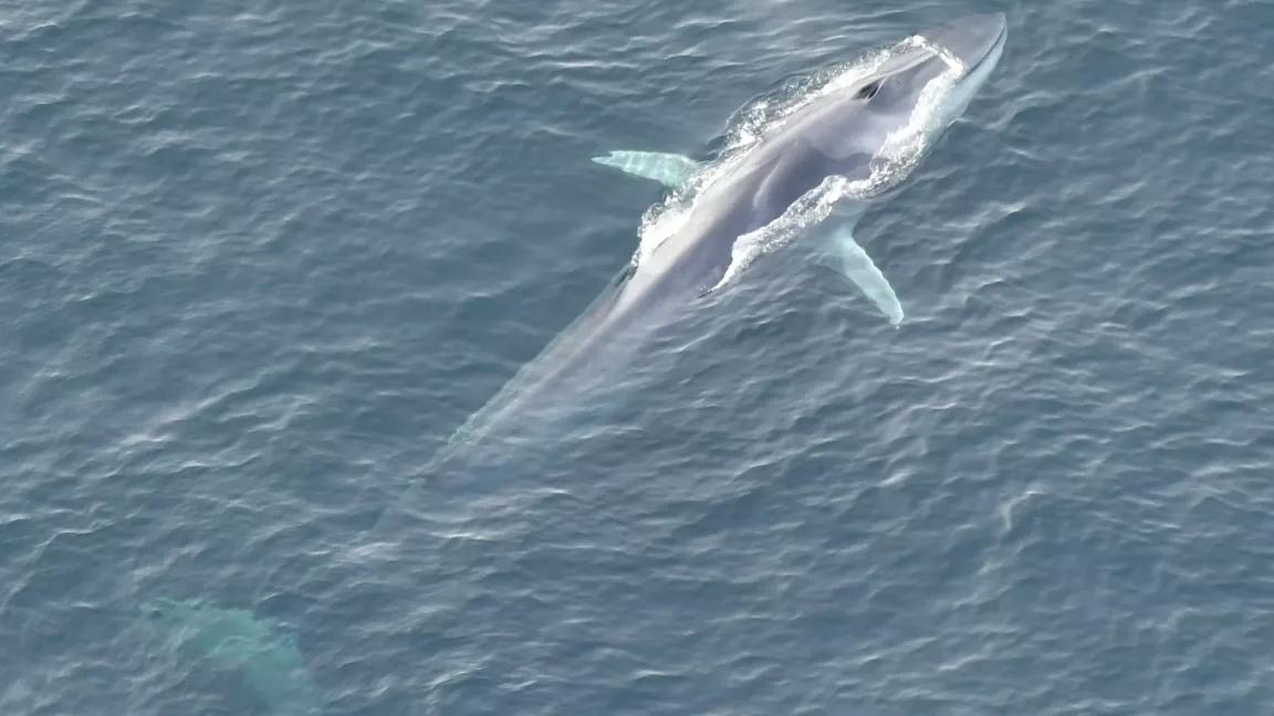 Fin whales were observed feeding in the highly productive waters of the Monument