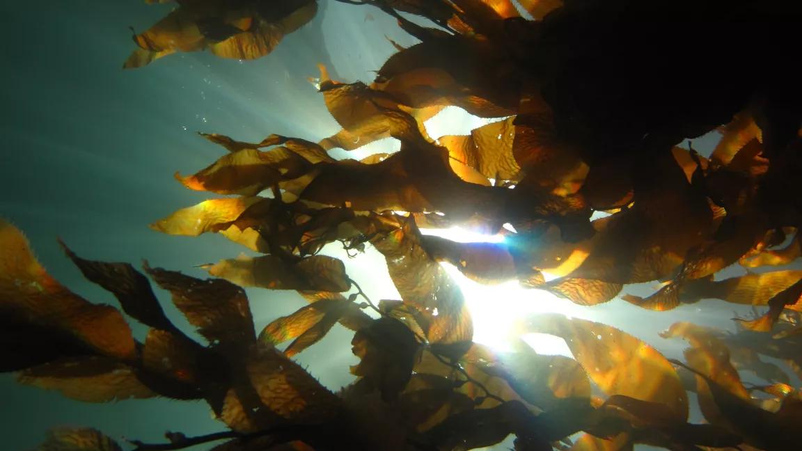 Kelp forest canopy