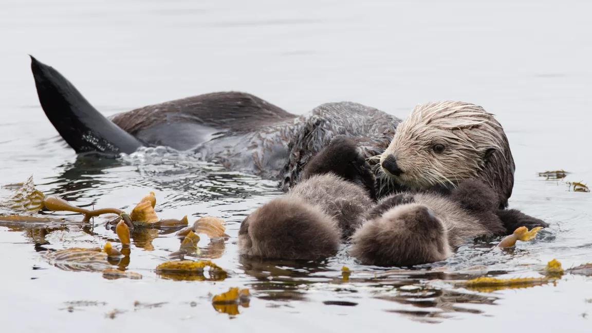 Mother sea otter with two baby sea otters floating in kelp