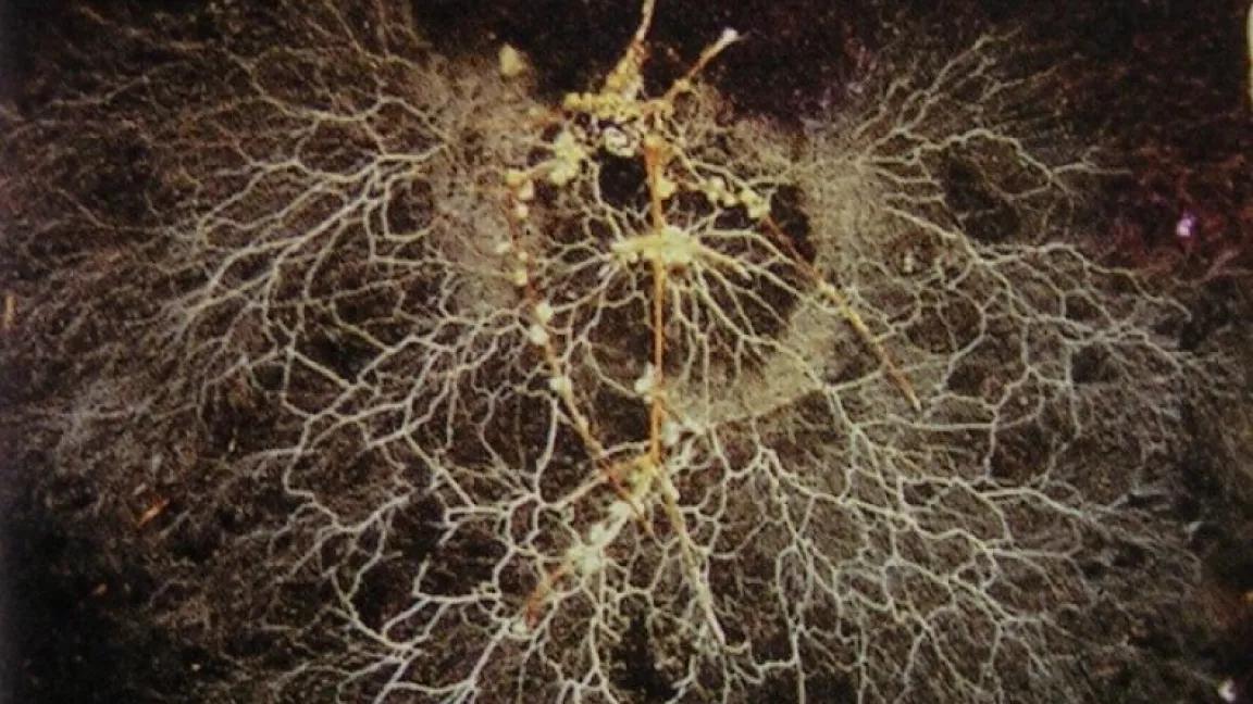 Mycorrhizal Fungi 