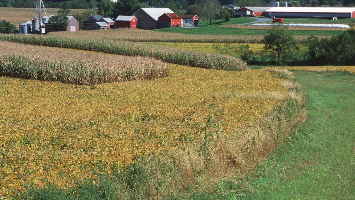 Field of golden cover crops near barn in Pennsylvania