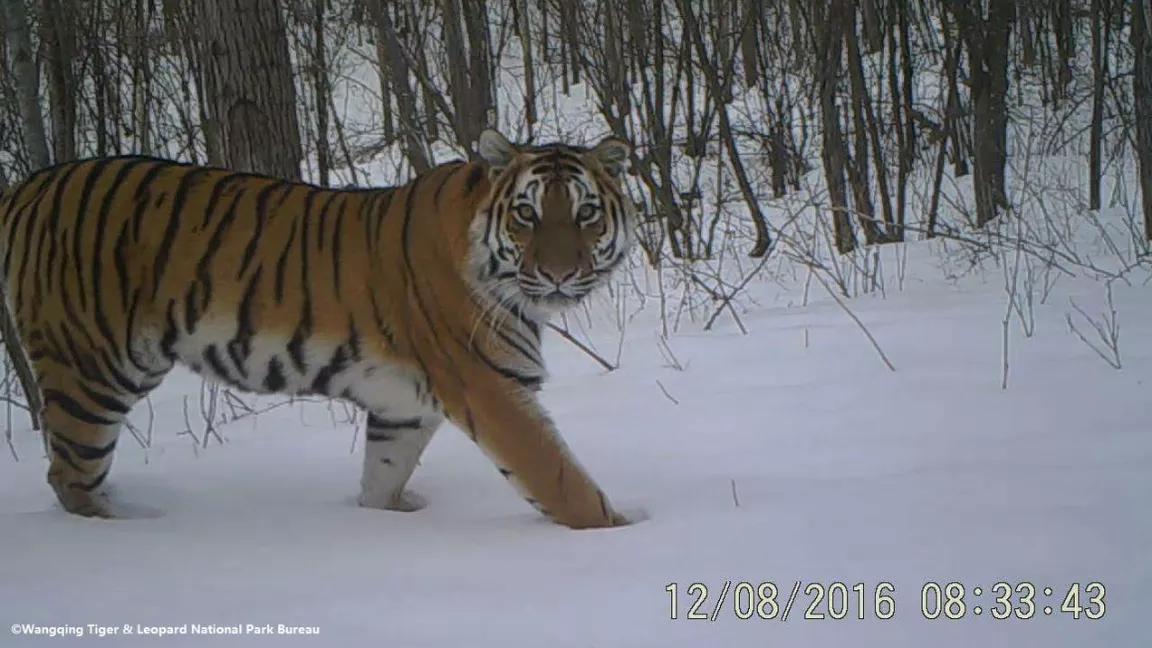 Amur tiger in the Wangqing Nature Reserve.