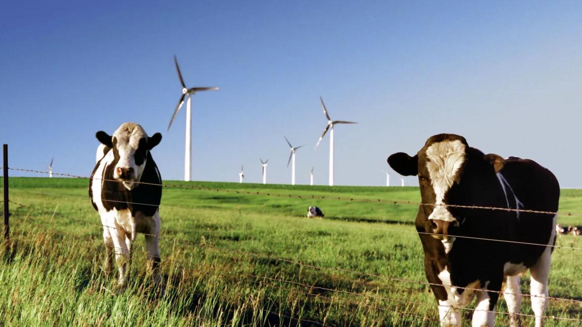 wind turbines on a farm with cattle