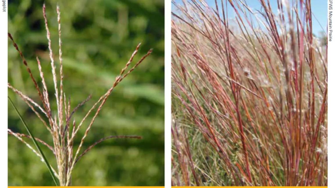 miscanthus.png