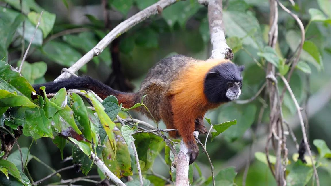 A black and golden-colored tamarin sits on a tree branch