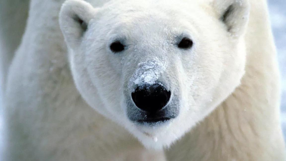 polar bear (photo credit www.kewlwallpapers.com)