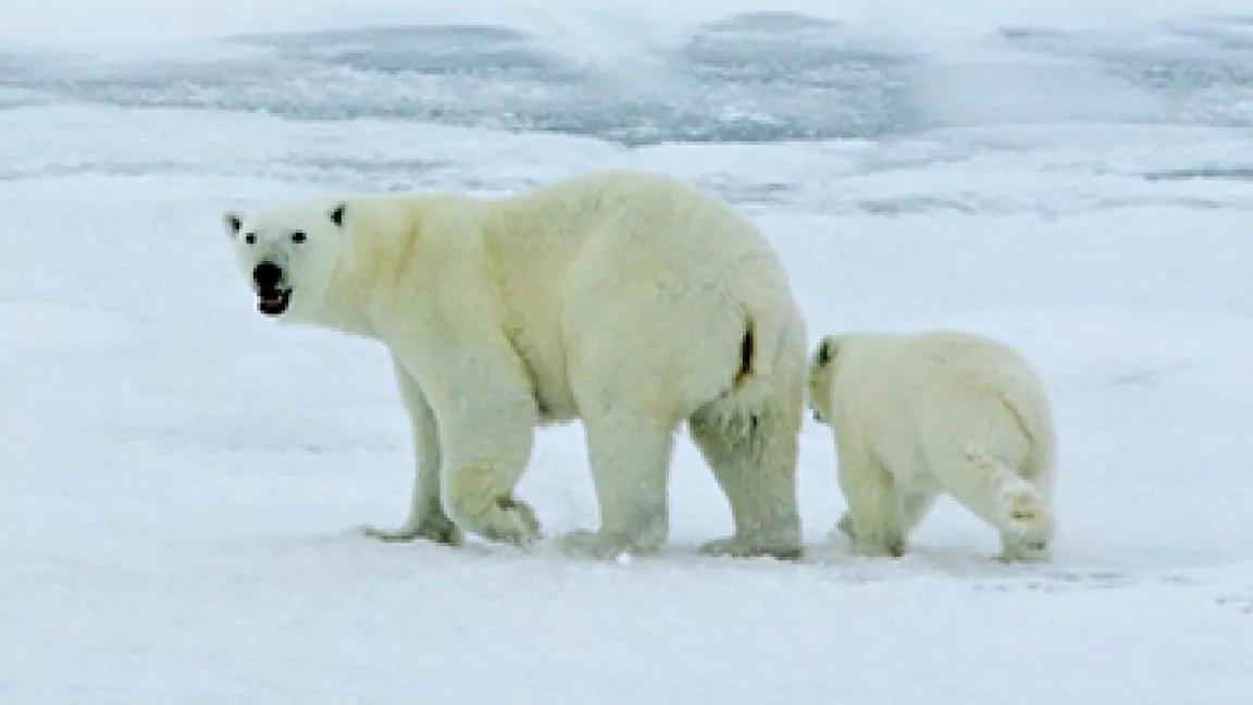 polar bear (NOAA)