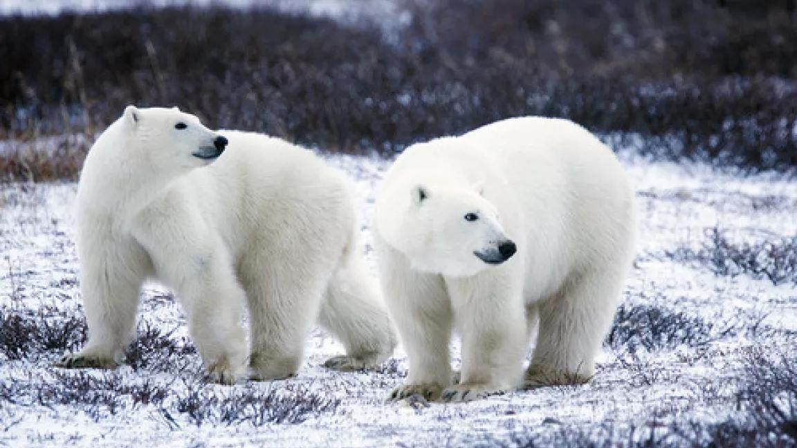 polar-bears-usfws.jpg