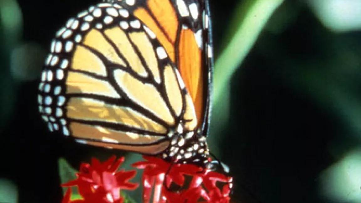 Thumbnail image for Thumbnail image for Thumbnail image for monarch_floridatourism.jpg