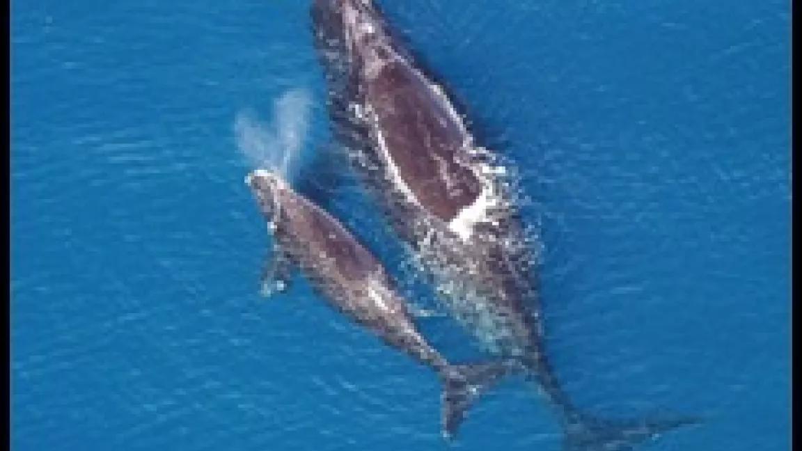 North Atlantic right whale with calf. Florida Fish and Wildlife Conservation Commission/NOAA
