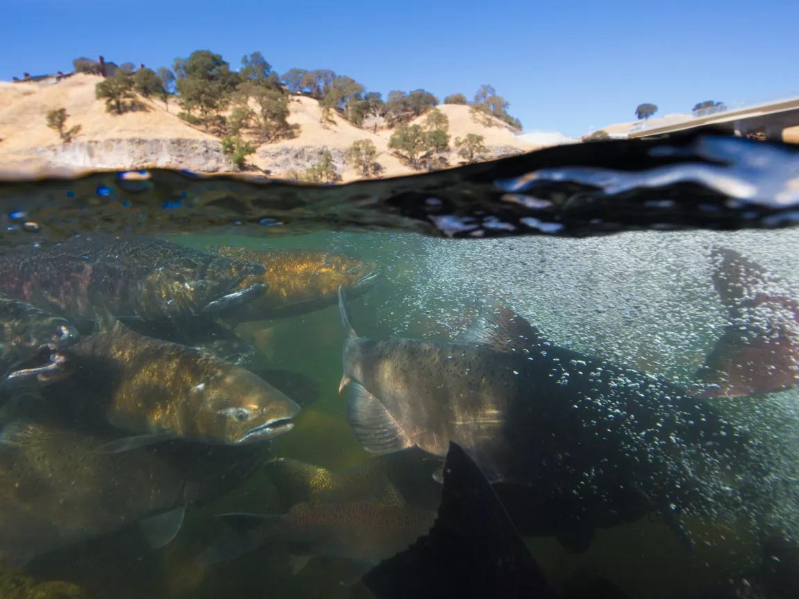 A school of Chinook salmon underwater near the Nimbus Hatchery Fish Ladder on the American River in Sacramento County, California