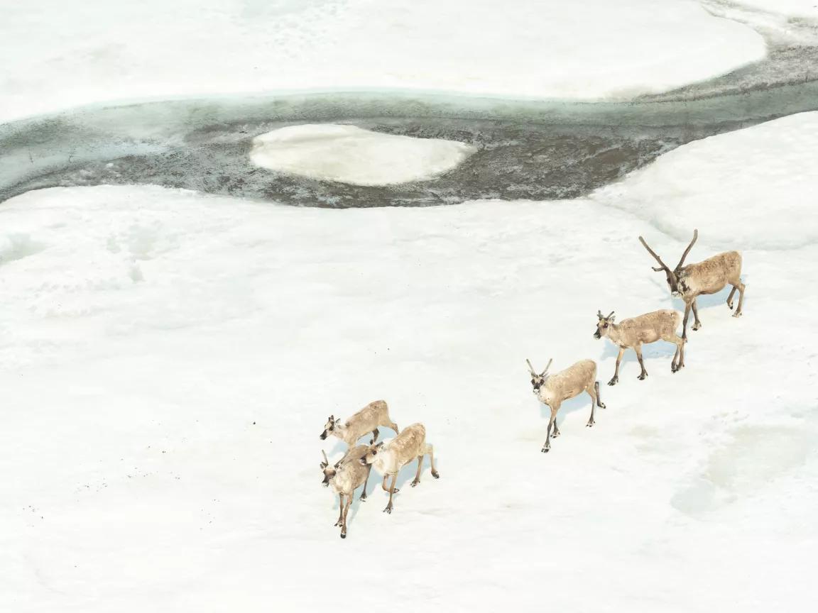 Caribou crossing aufeis on a river in the coastal plain of Alaska's Arctic National Wildlife Refuge on June 25, 2025.

Aufeis (German for "ice on top") is a sheet-like mass of layered ice that forms from successive flows of ground or river water during freezing temperatures.
