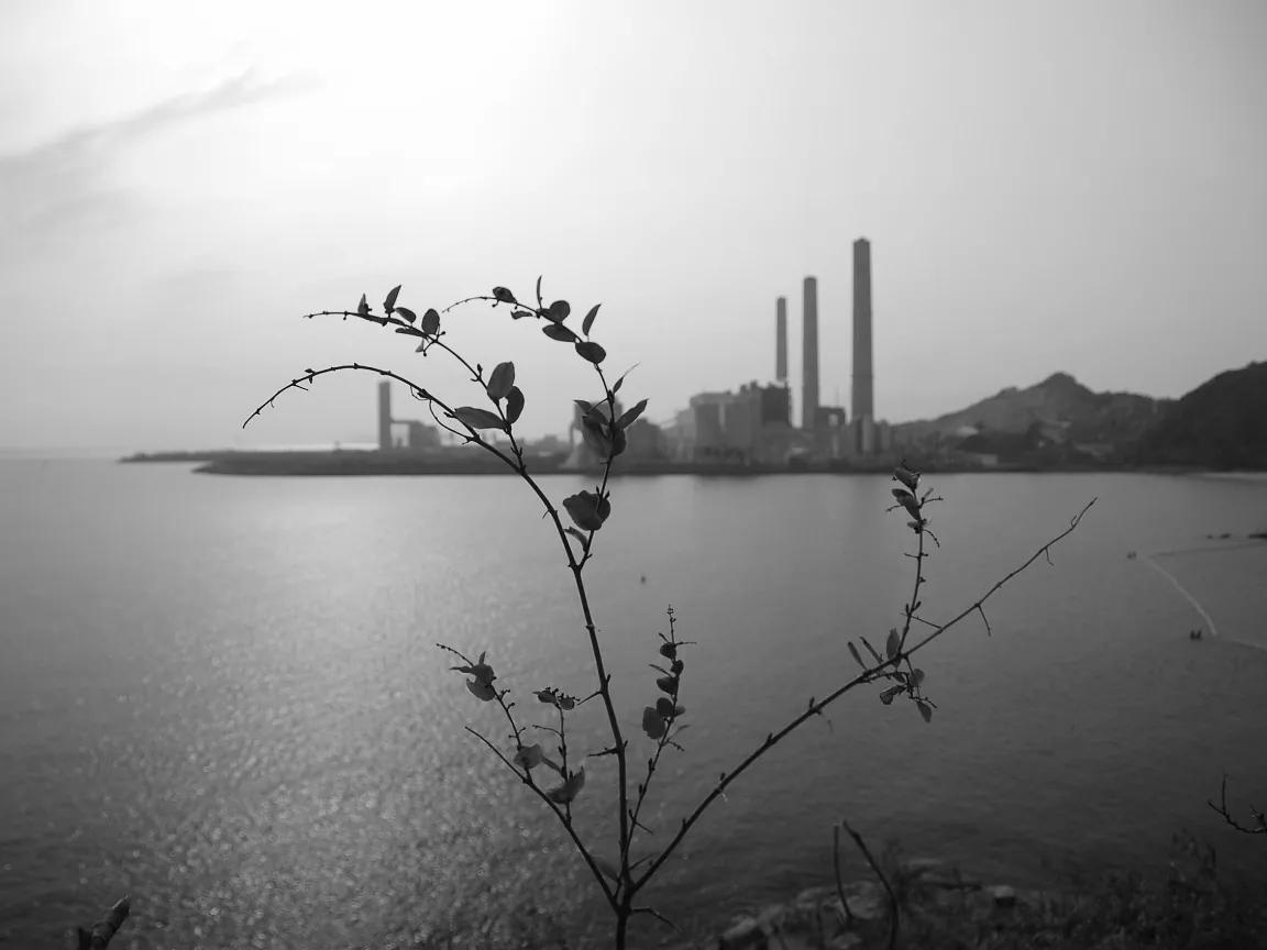A power station on the edge of a body of water, with a small plant in the foreground