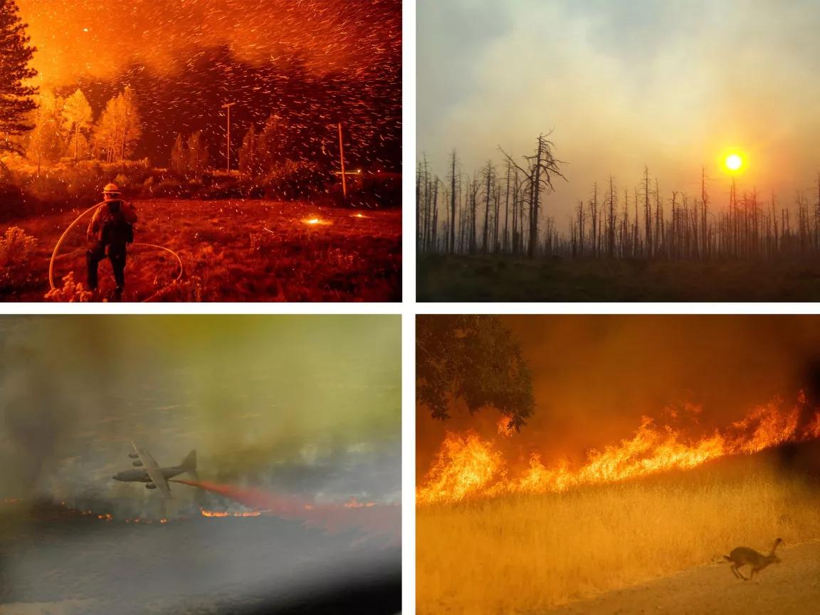 Four images of wildfires in forested landscapes