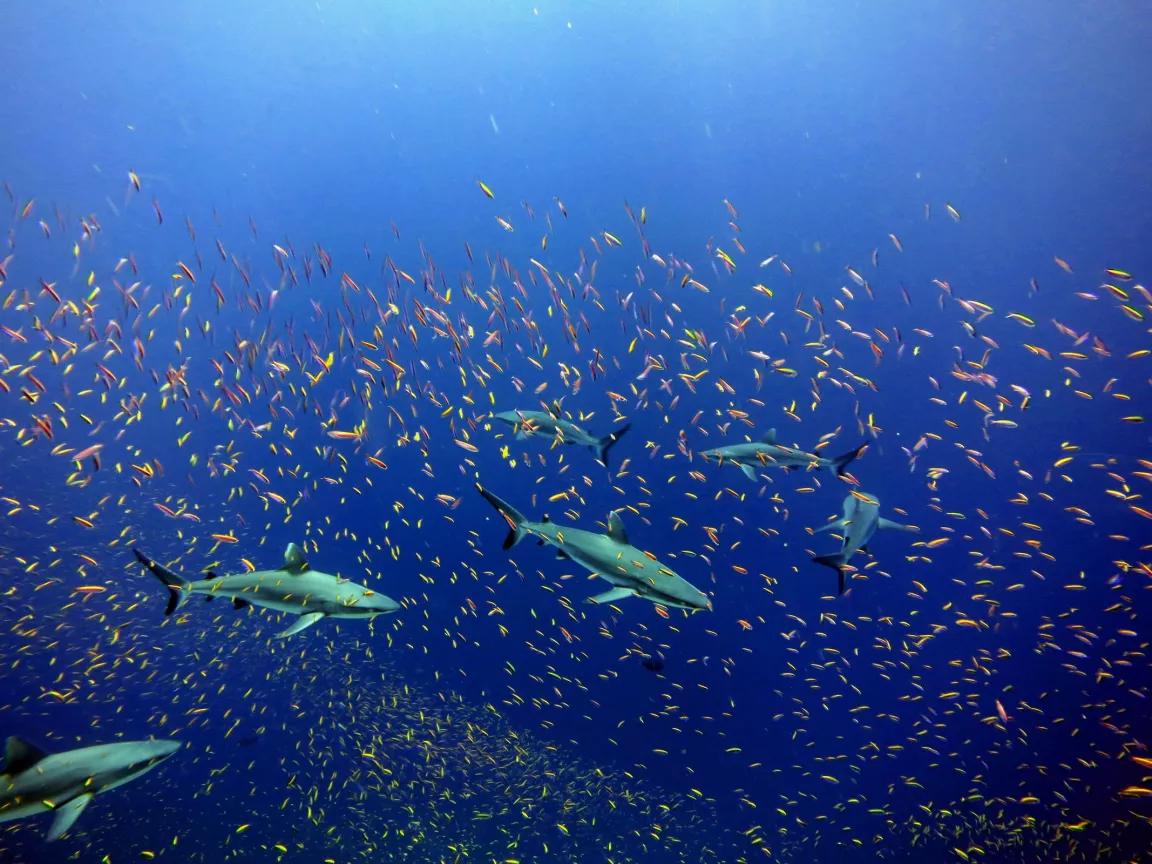 Sharks swim among hundreds of small fish in deep blue waters