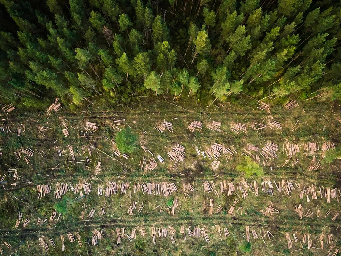 An aerial view of rows of logs in a clearing in a forested area