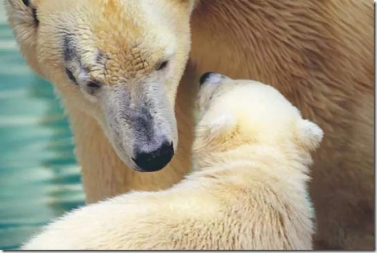 Polar bear and cub (NASA)