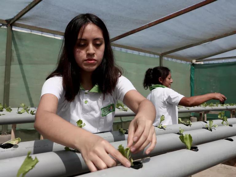 A worker tending to aquaponics in the Huacho province of Peru on June 2, 2023. 
