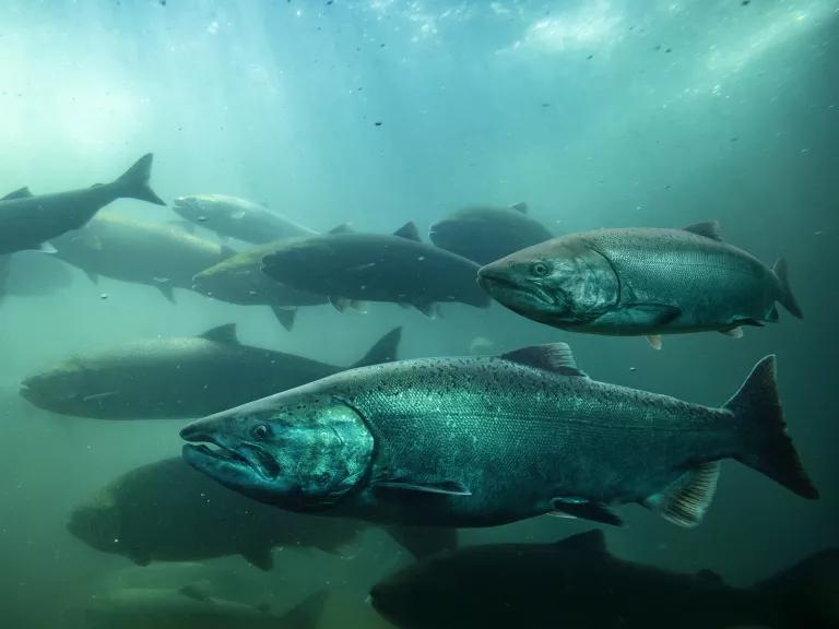 Pacific salmon swimming up the Columbia River in Oregon