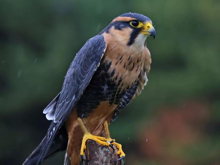 Aplomado Falcon