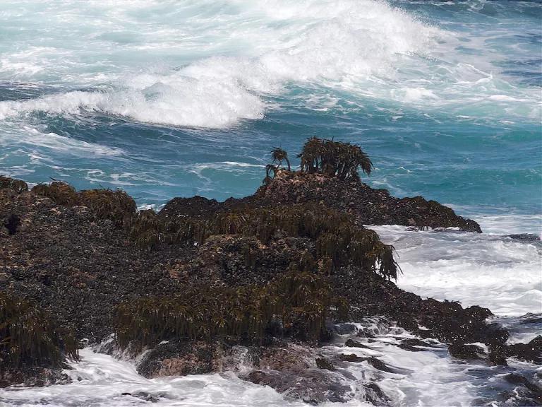 A section of rocky surf line with sea palms at Point Lobos State Natural Reserve in Monterey County, California