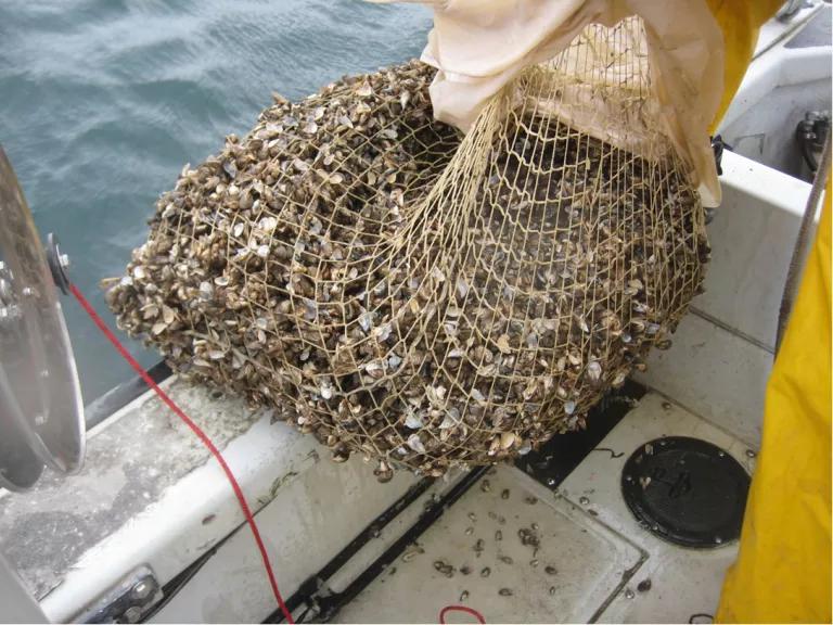 Mussels in a net
